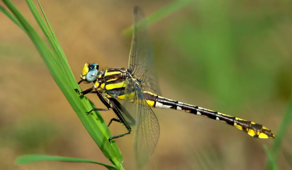 Female plains clubtail dragonfly 