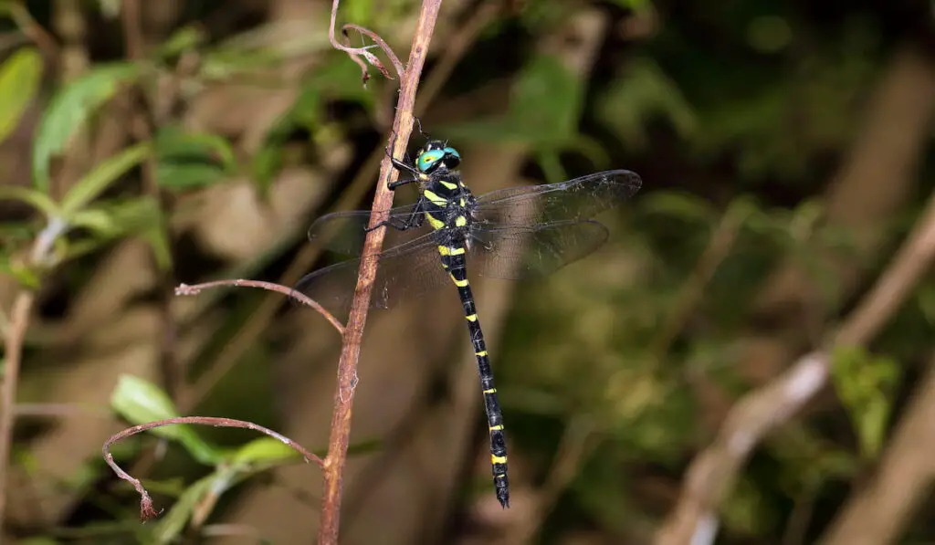 Giant Spiketail Dragonfly