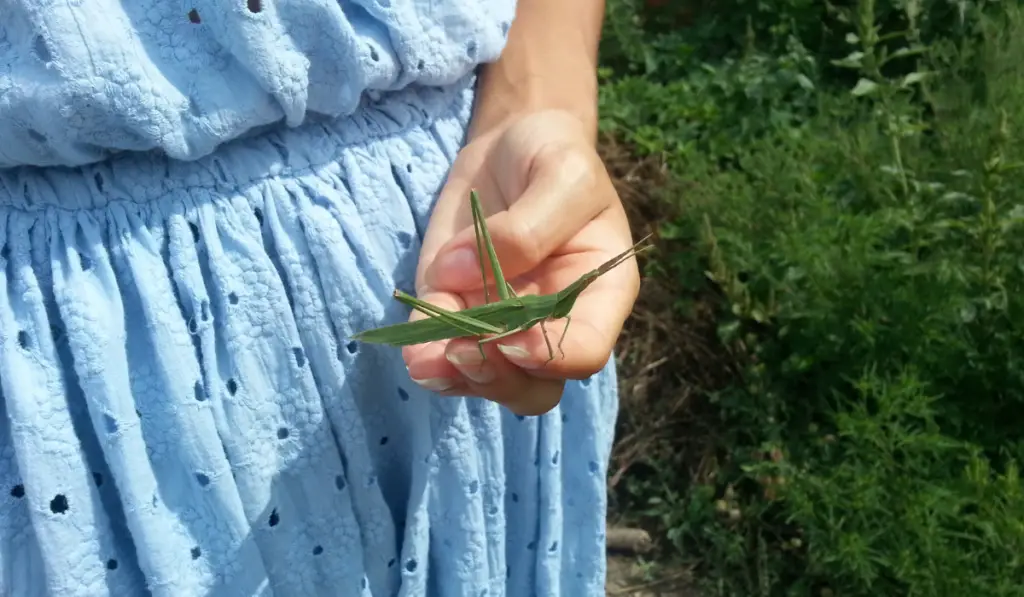 Girl Holding Grasshopper
