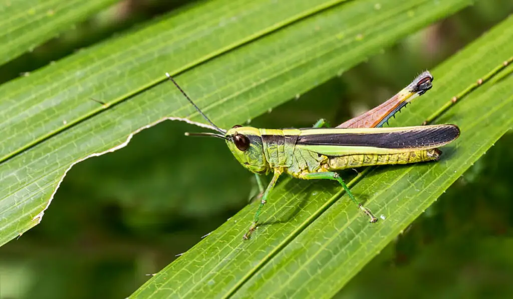Grasshopper on green grass leaf 