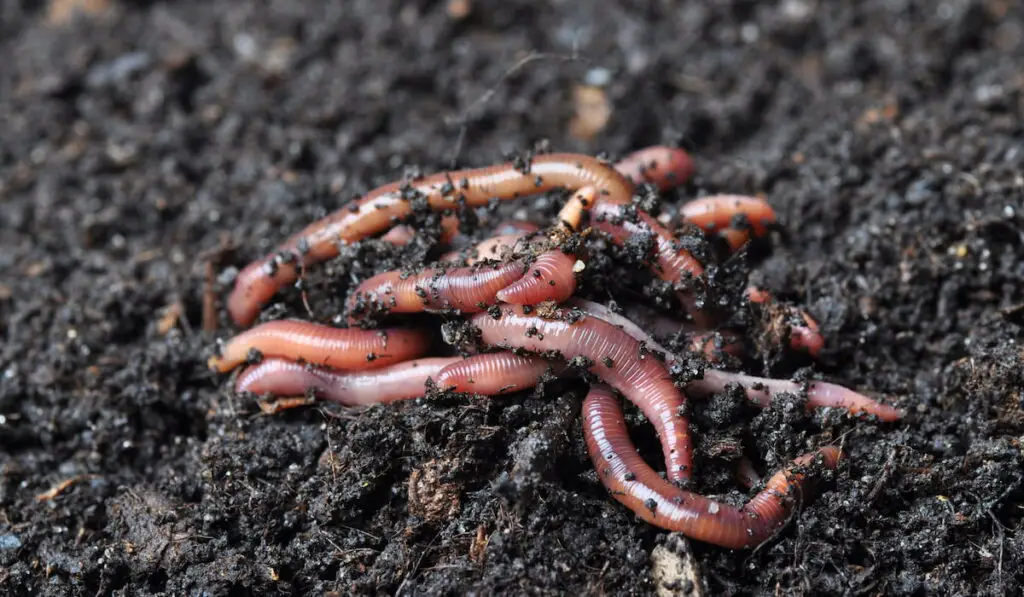 Group of earthworms 
