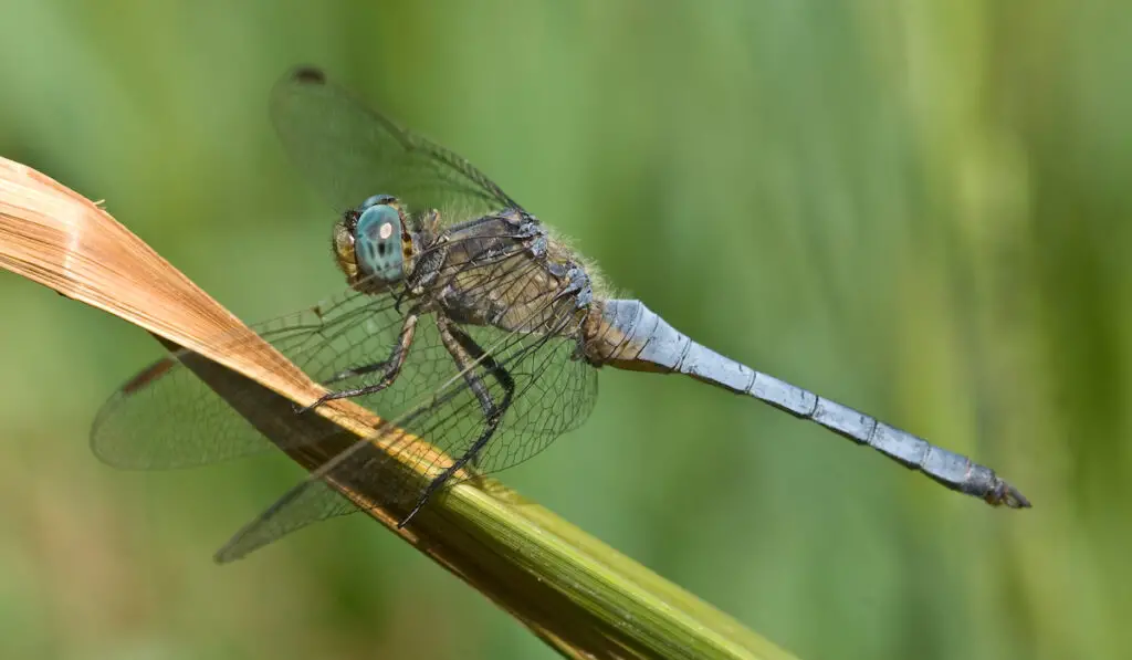 Male dragonfly of Orthetrum coerulescens (Keeled Skimmer) on a leaf