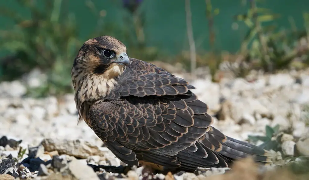 Peregrine falcon 