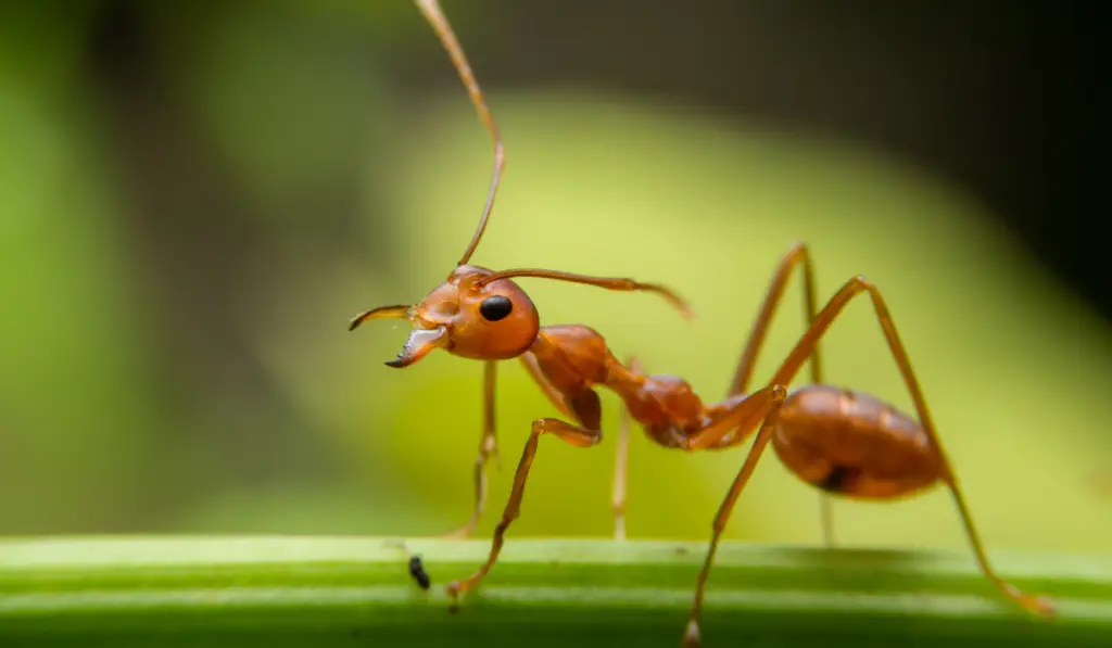 Red ants are looking for food on green branches.