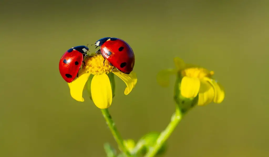 Seven-spotted ladybug 