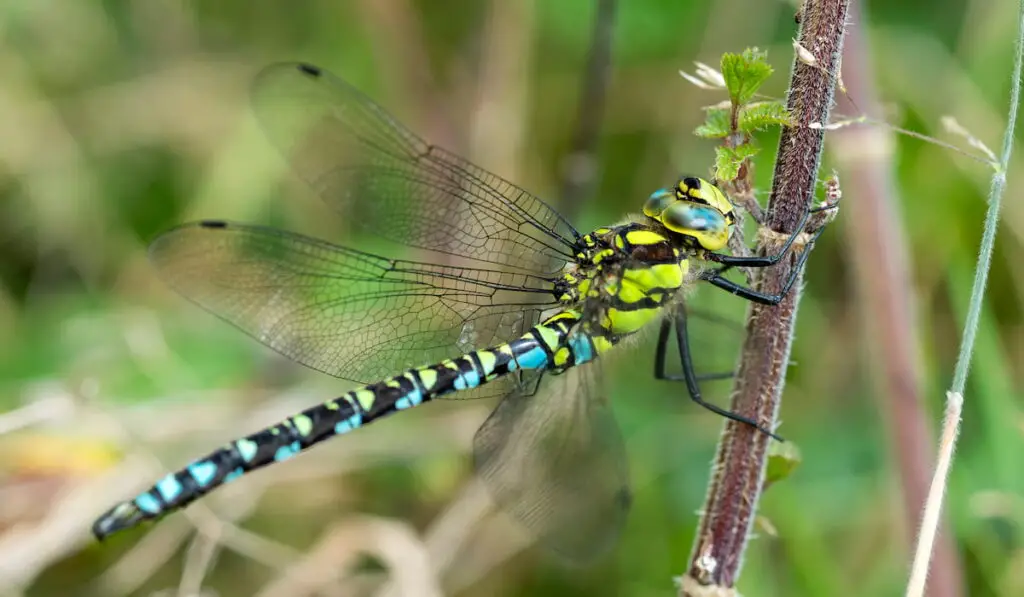 Southern Hawker Dragonfly 