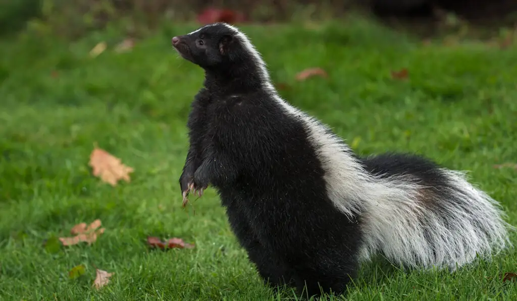 Striped Skunk (Mephitis mephitis) Stands Up on Back Paws Autumn