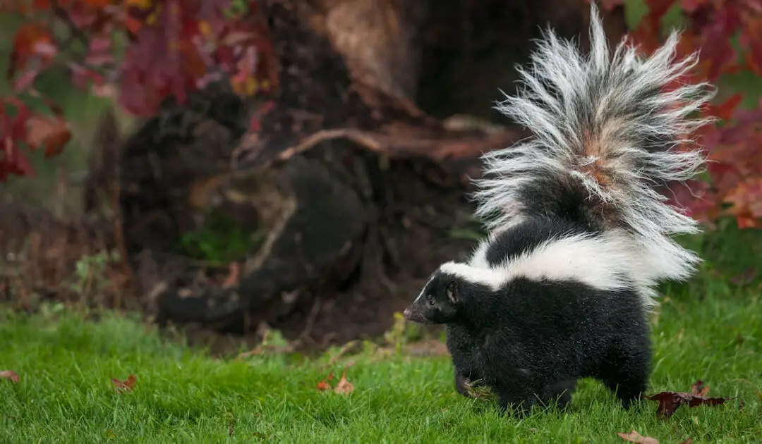 Are Skunks Blind? (Can They See in Dark?) - Exploration Squared