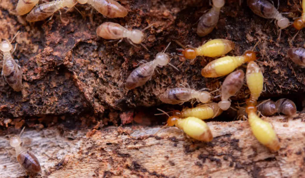 Termites eat wooden planks