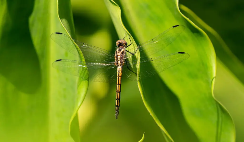 Tigertail Dragonfly 
