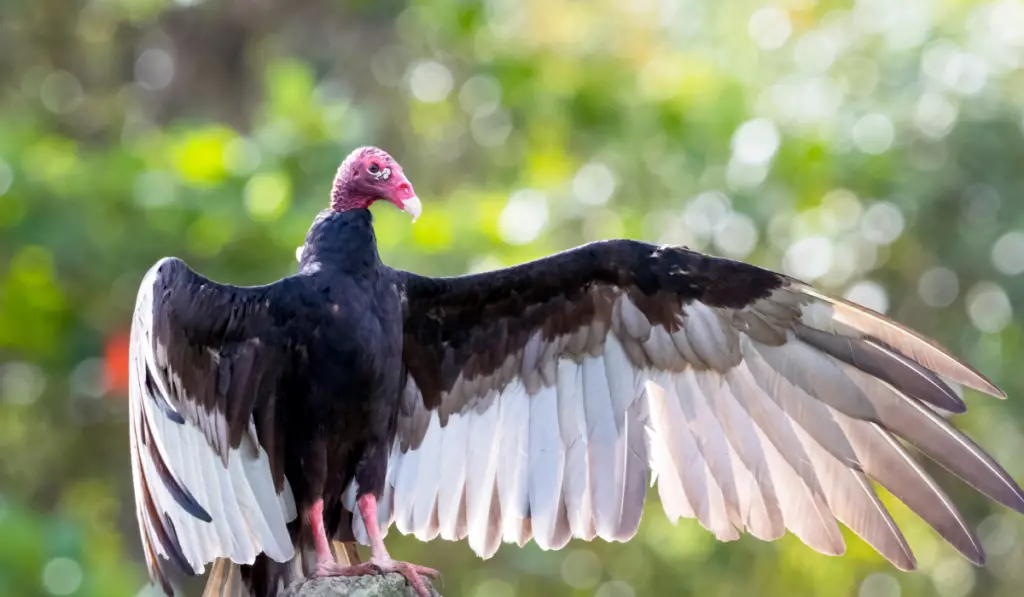 Turkey Vulture (cathartes aura)