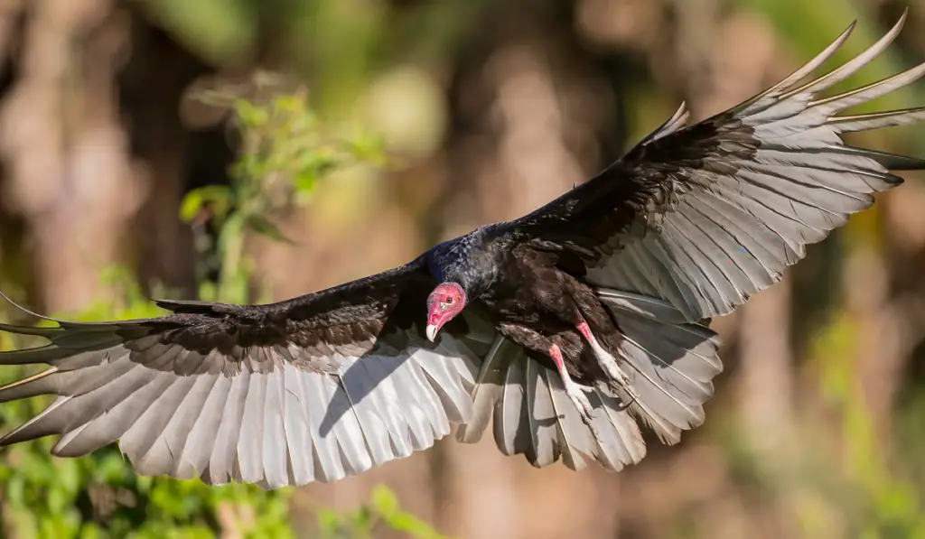 Turkey vulture in full flight with wings open in perfect light conditions