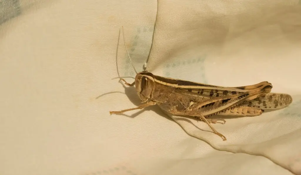 american bird grasshopper sitting on a white background