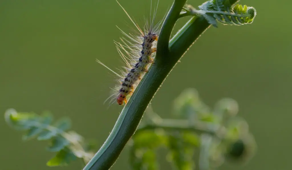 caterpillar crawling on a plant in the garden