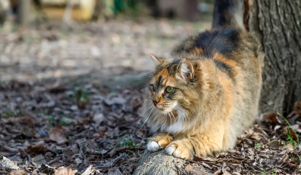 colorful fluffy cat prepares to jump onto something in the forest