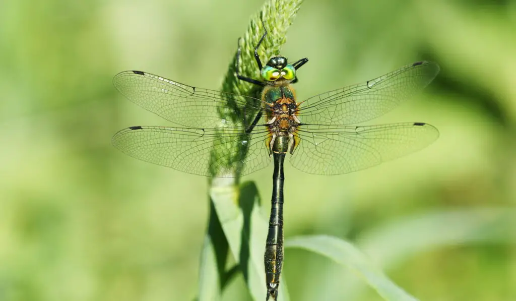 male dragonfly Downy Emerald 