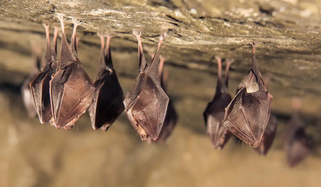 sleeping horseshoe bat covered by wings, hanging upside down