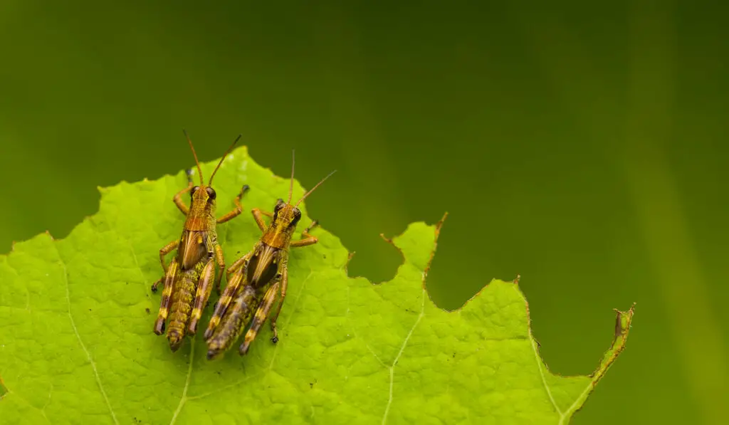 two brown crickets, insects with brown and yellow markings on a leaf