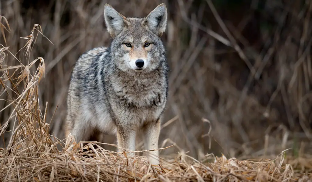 A cayote in the forest in Canada