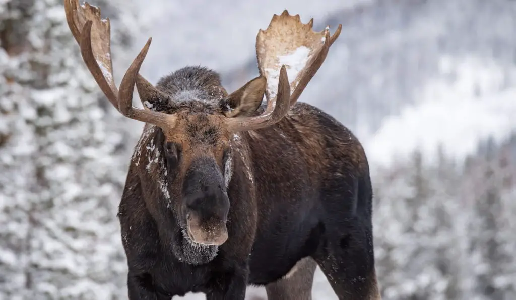 A moose in winter 
