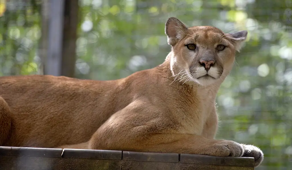 Beautiful North American cougar on a wooden surface
