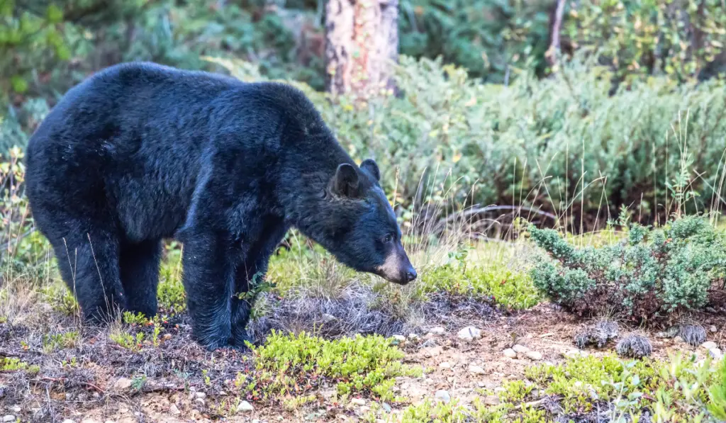 Black bear looking for food
