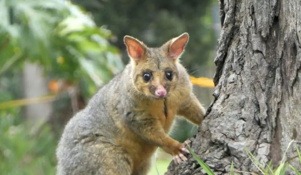 Brushtail Possum 