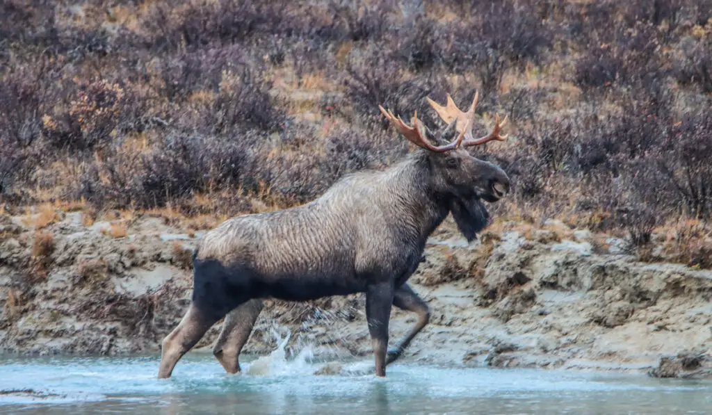 Bull moose in a river

