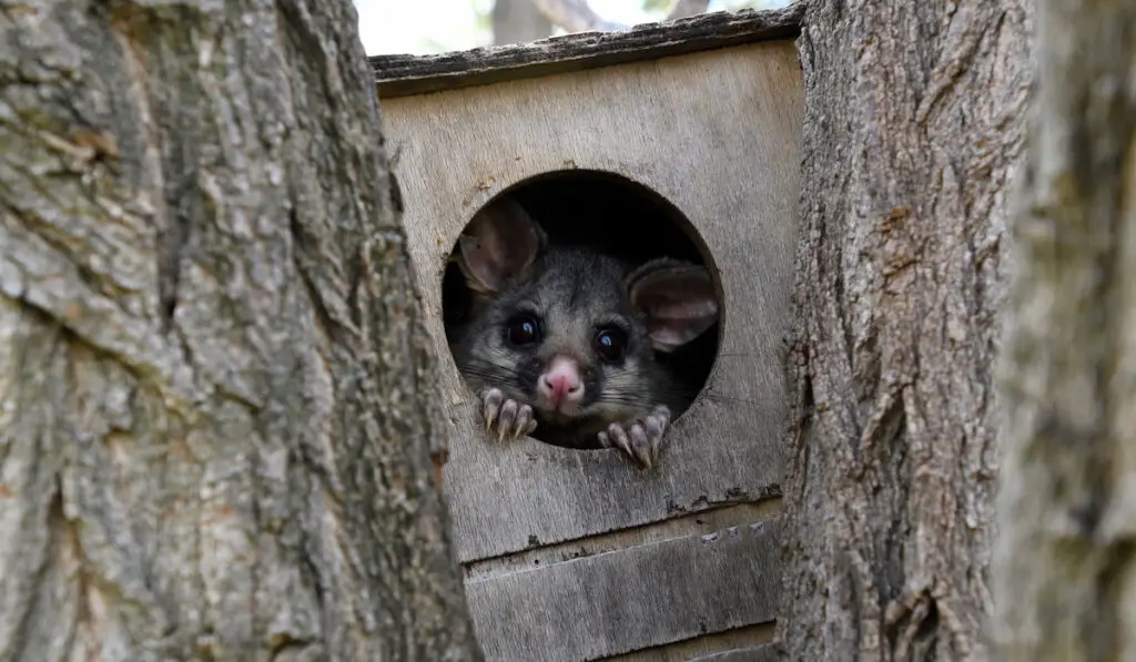 Common Brushtail Possum (Trichosurus vulpecula) hiding from a wooden cage on the tree