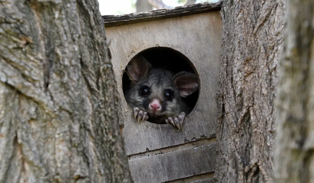 Do Possums Climb Fences? (How High Can They Climb?) Exploration Squared
