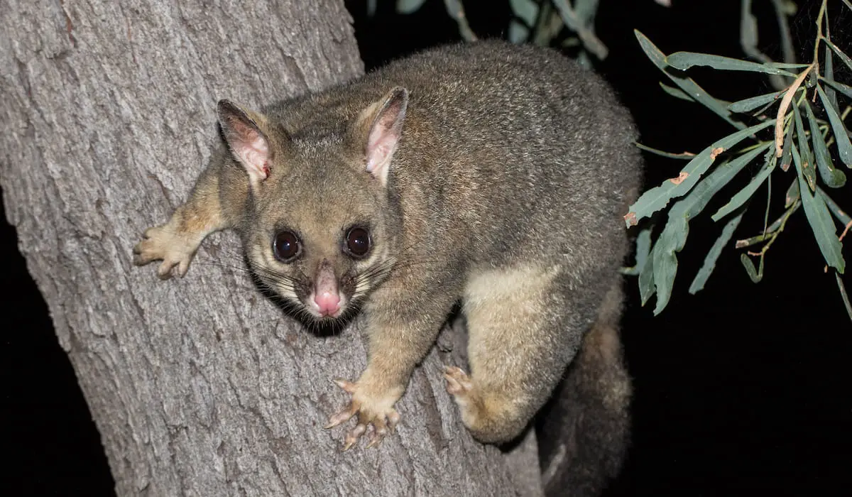 Do Possums Attack Ducks? (Here's Why and Prevention Tips