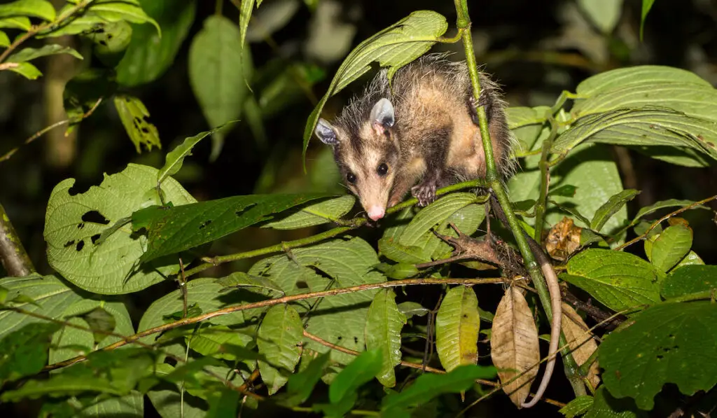 Common opossum foraging at night in tropical rainforest