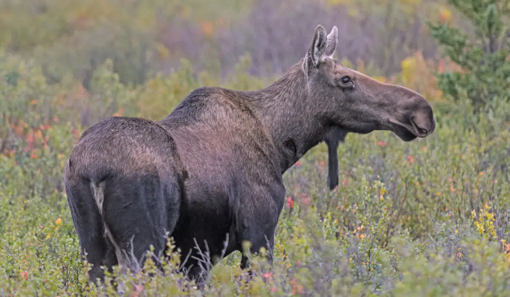 Female Moose in the Wilderness of Denali National Park in Alaska