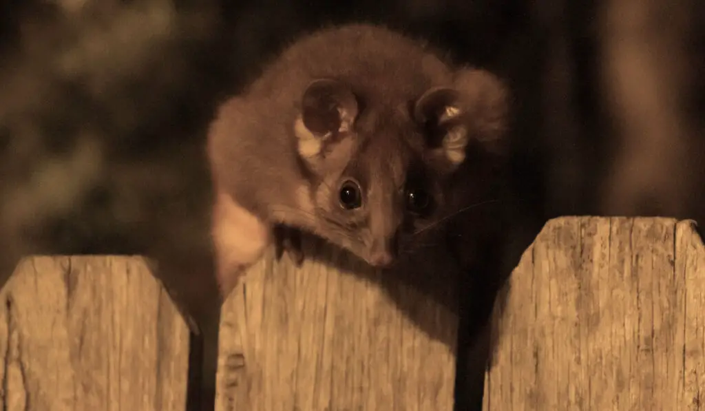 Juvenile Ringtail Possum on fence in backyard