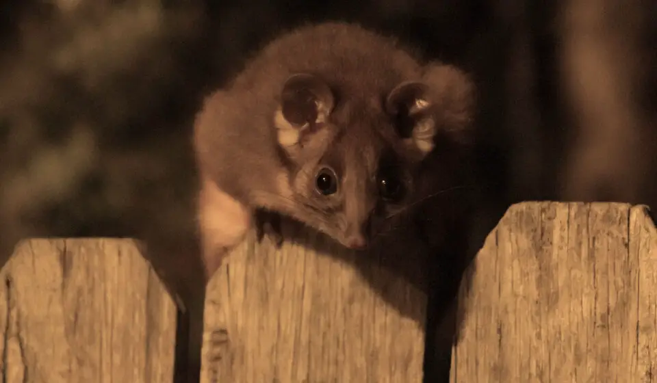 Do Possums Climb Fences? (How High Can They Climb?) Exploration Squared