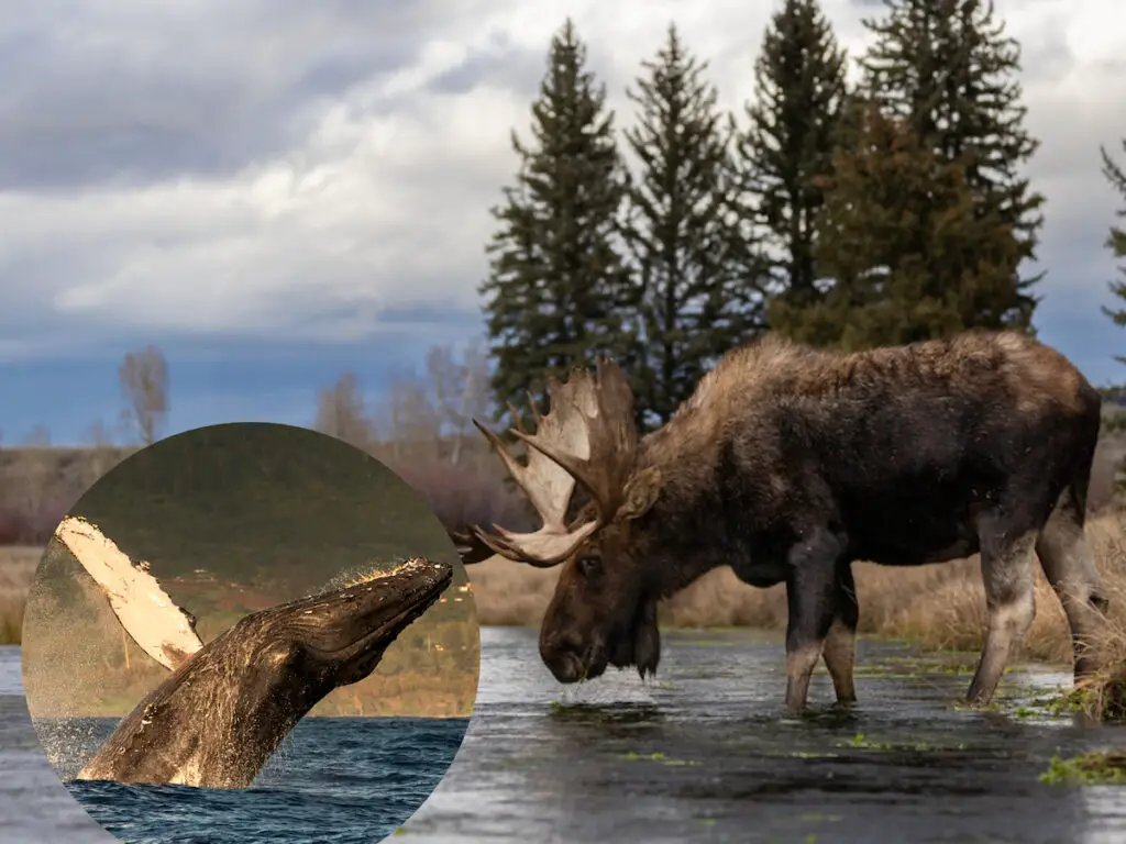 Moose on a lake and a whale coming out from the water