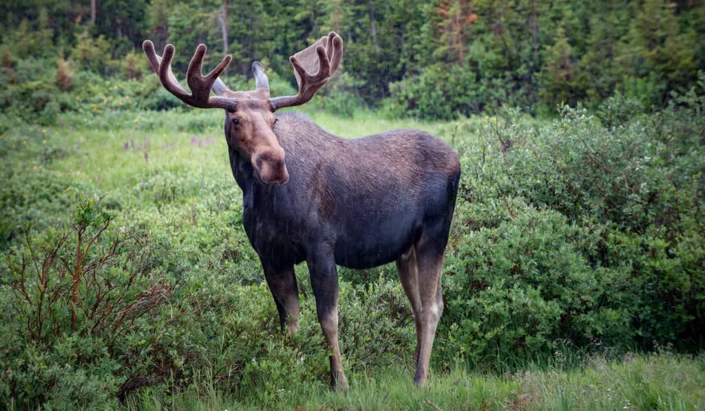 Moose in the rain near the trees 