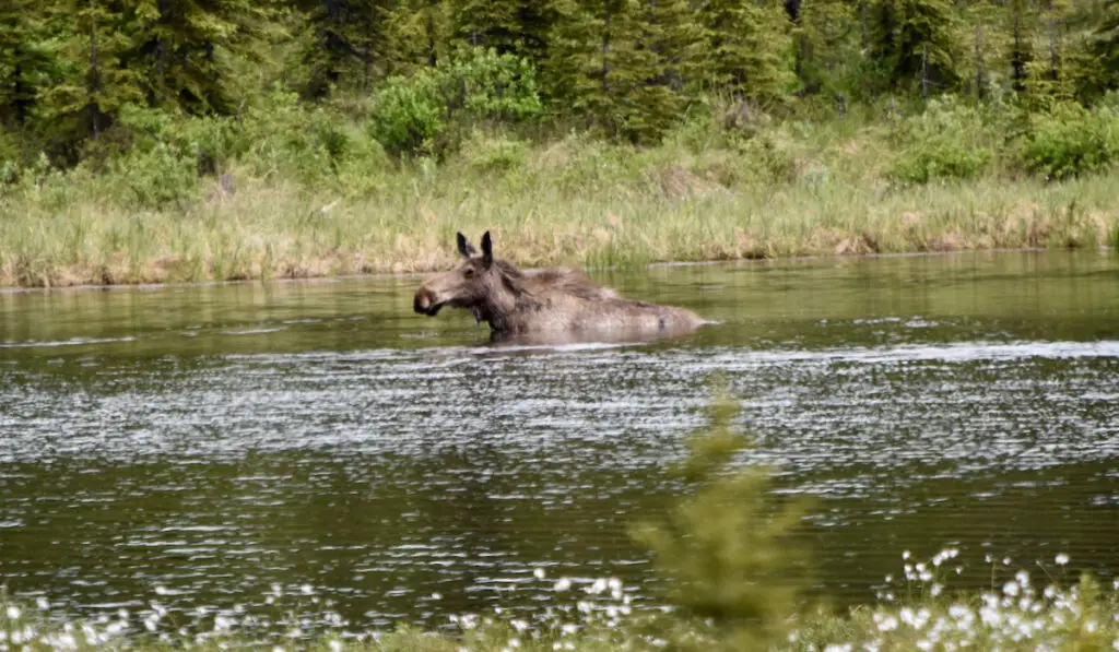Moose swimming in a pond surrounded by forest and wildflowers