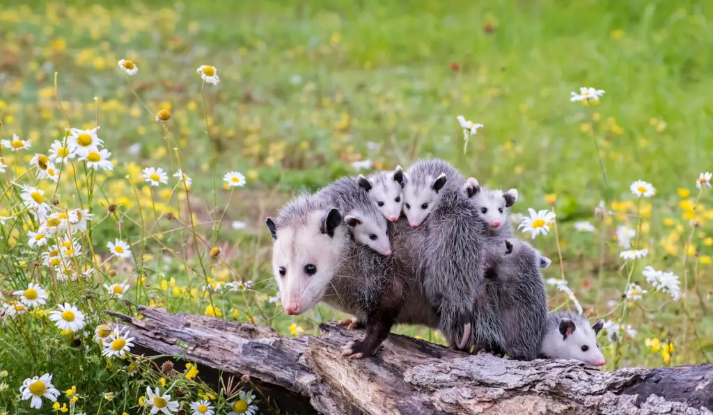 Opossum mother with joeys riding on her back on tree log with wild flowers on the ground