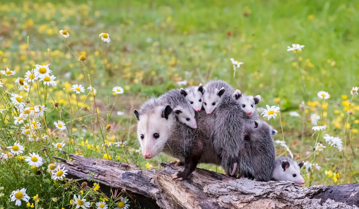 Where Do Opossums Nest? (12 Interesting Spots) Exploration Squared