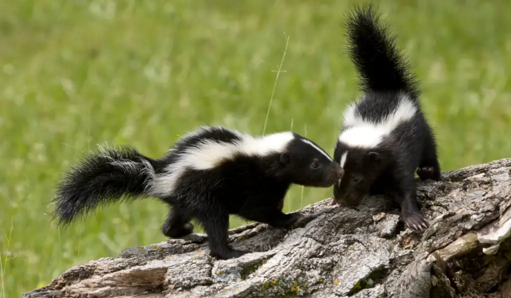two skunks on top of the log