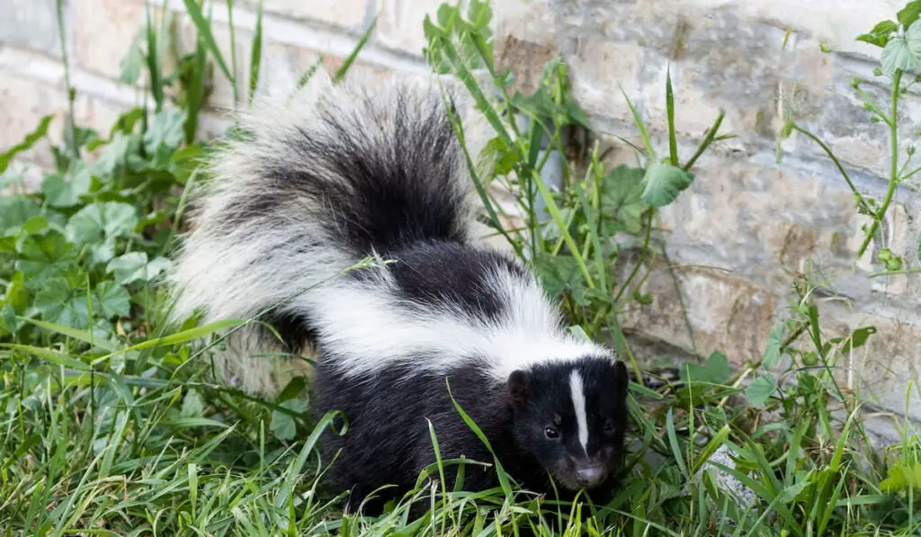 Young striped skunk 