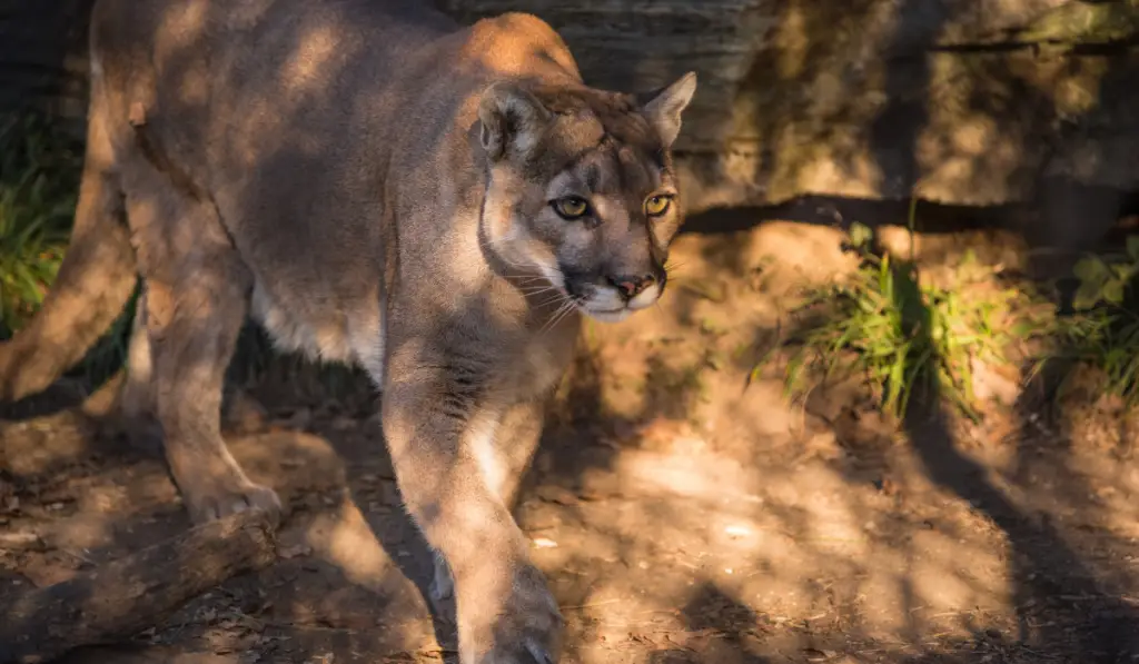 cougar walking in the forest