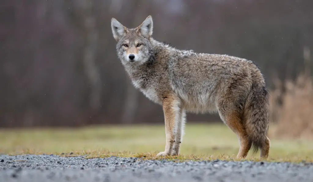 Coyote in the field looking at the camera
