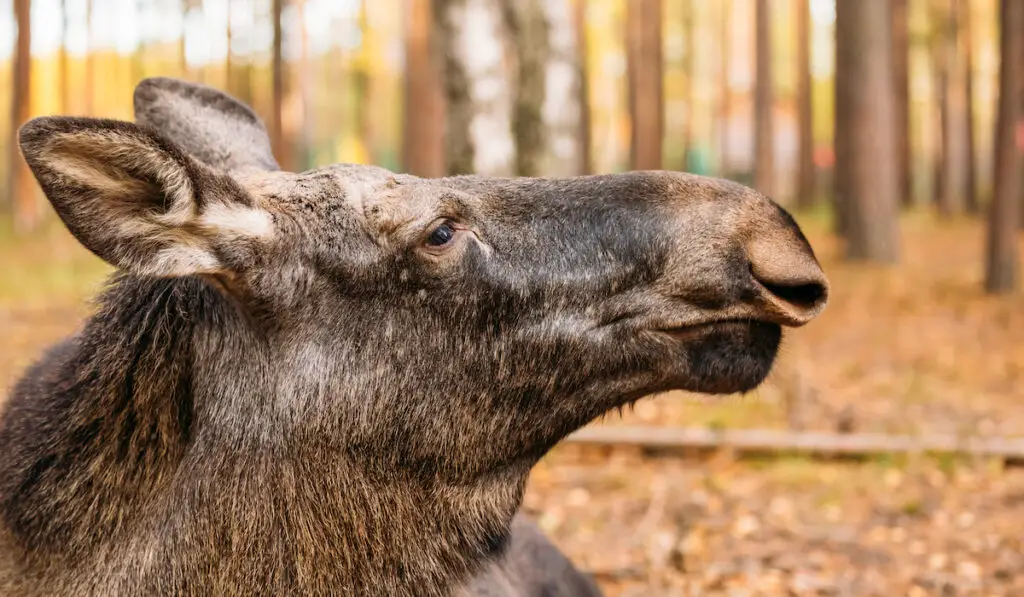 details of a female moose face in the forest 