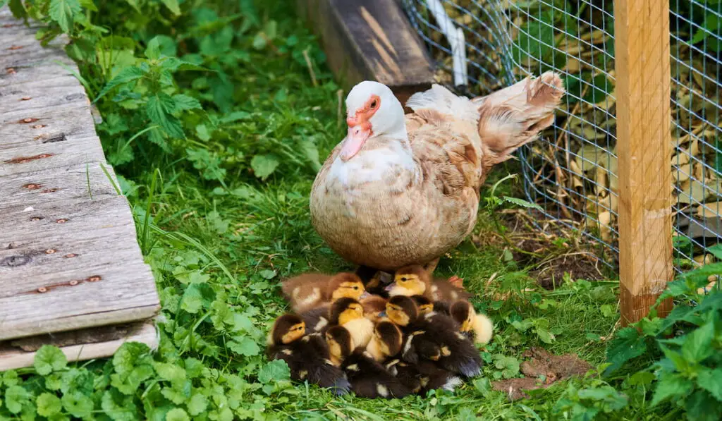 duck with young ducklings outdoor 
