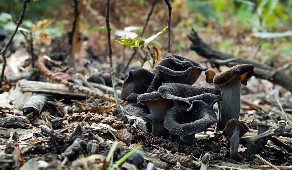 Craterellus cornucopioides - edible mushroom, aka Trumpet of the dead, Black chanterelle, Black trumpet mushroom in the forest