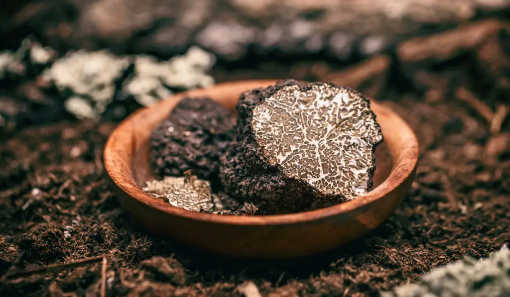 Expensive rare black truffle mushroom

