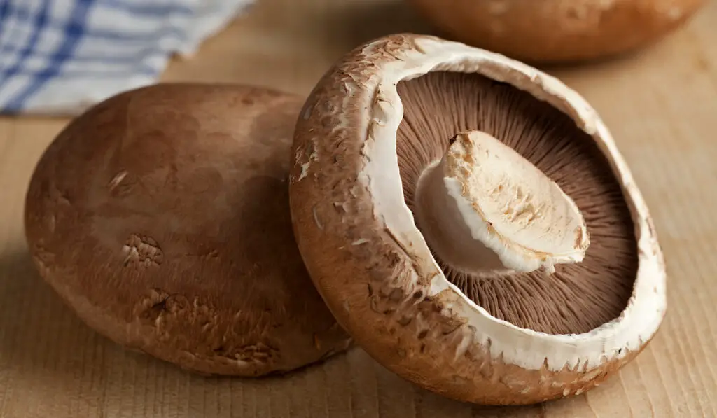 Fresh raw organic portobello mushrooms on wooden table