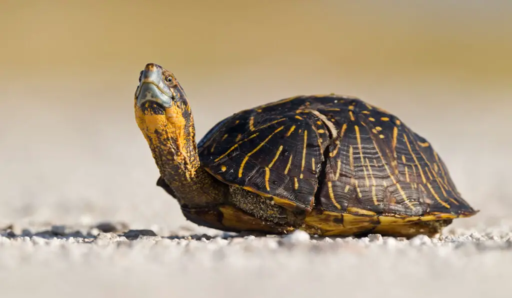 A florida box turtle on the ground
